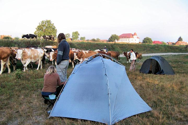 100_5060.JPG - Po ránu nás zkontrolovalo stádo krav.