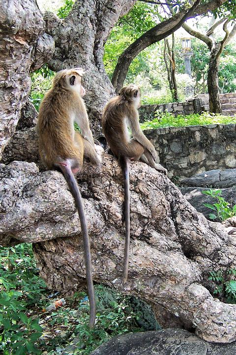 100_0850.JPG - Cestou k jeskyním nás vyprovázejí opice.