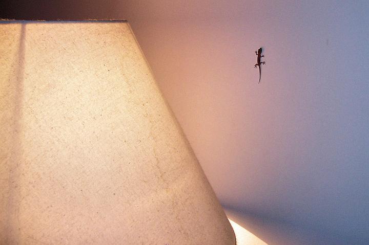 100_1312.JPG - O hmyz na pokoji se starají tyto ještěrky.